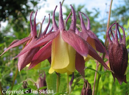Aquilegia buergeriana 'Calimero'